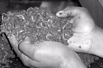 Địa long chữa sốt rét, động kinh, cao huyết áp ...