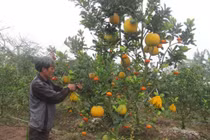 “Rộ” cây ngũ quả chơi Tết giá 5 triệu đồng