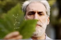 Độc: Lá cây sản xuất điện cho... cả thế giới