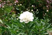 Các bài giải nhiệt, thanh lọc cơ thể mùa hè 