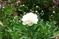 Các bài giải nhiệt, thanh lọc cơ thể mùa hè 