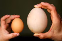 Bà bầu ăn trứng ngỗng con sẽ thông minh?