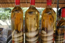 Rượu rắn nuôi có tốt bằng rắn tự nhiên?