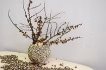 Phong thủy: Cây chết không hẳn là điềm gở