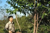 Công nghệ tạo trầm hương của Việt Nam