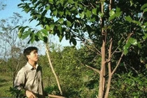 Công nghệ tạo trầm hương của Việt Nam