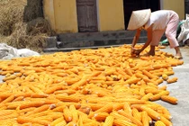 Hộp bỏng ngô và chuyện làm thật, giàu thật