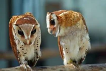 Chim lợn có... lợi?