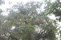 Kỳ lạ cây sữa mọc ra “bầu vú” ở Bắc Giang 