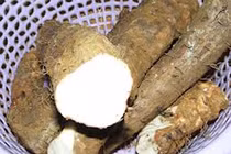 Củ mài chống động thai