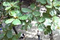 Lá nằm ngang nhận được nhiều ánh sáng?