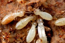 Nước sôi có diệt được tổ mối?