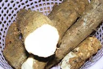 Củ mài chống động thai