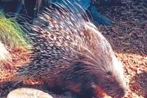 Dạ dày nhím có thật chữa được viêm loét dạ dày?