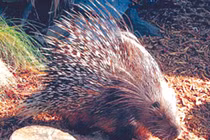 Dạ dày nhím có thật chữa được viêm loét dạ dày?