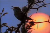 Chim hót hay nhất vào mùa nào?