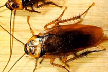 Nguyên nhân gián chết nhiều trong nhà