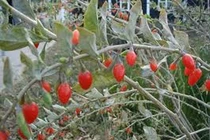 Thuốc quý chữa cảm cúm giao mùa