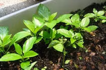 Vì sao rau thơm tự trồng hay bị lụi?