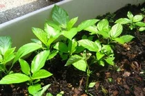 Vì sao rau thơm tự trồng hay bị lụi?