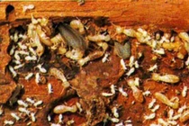 “Cỗ máy đẻ” hàng vạn trứng mỗi ngày của tự nhiên