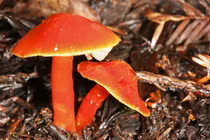 Nấm độc chết người: Cách nhận biết, phòng chữa