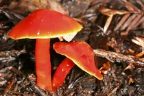 Nấm độc chết người: Cách nhận biết, phòng chữa