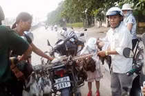 Rộn ràng rao bán chim trời... rẻ hơn thịt lợn