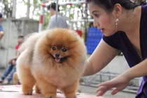 Ngộ nghĩnh cuộc thi “hoa hậu” chó quốc tế ở TP.HCM