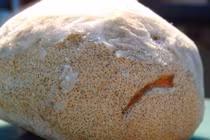 Thảo dược đắt như vàng ròng trong đại ngàn Hoàng Liên