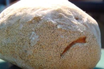 Thảo dược đắt như vàng ròng trong đại ngàn Hoàng Liên