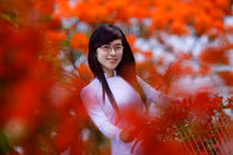 Ngắm thiếu nữ áo trắng e ấp bên hoa phượng