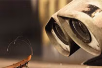 Con người sẽ diệt vong trước loài gián?