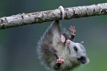 Loài thú siêu dễ thương dùng đuôi leo trèo cực độc