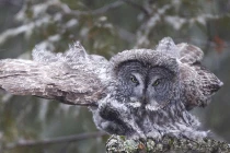 Ảnh động vật tuần qua: Cú xám xõa cánh tuyệt đẹp