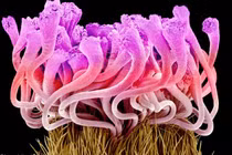 Chùm ảnh hoa độc, lạ chưa từng thấy