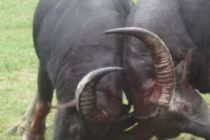 Những lễ hội “dựng tóc gáy” chỉ có ở Việt Nam