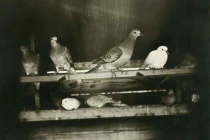 Những bức ảnh cực độc của các loài chim đã tuyệt chủng