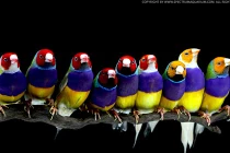 Những chú chim rực rỡ sắc màu nhất thế giới