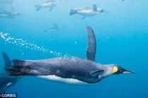 Lộ nguyên nhân chim cánh cụt... cụt cánh