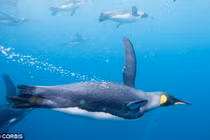 Lộ nguyên nhân chim cánh cụt... cụt cánh