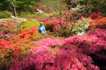 Ngắm vườn hoa khoe sắc giữa ngày hè ở nước Anh