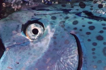 Thủy quái kỳ dị xuất hiện ở biển Việt Nam