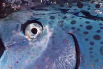 Thủy quái kỳ dị xuất hiện ở biển Việt Nam