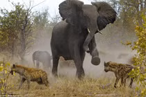 Ảnh đẹp về động vật tuần qua: Voi đại chiến linh cẩu