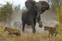 Ảnh đẹp về động vật tuần qua: Voi đại chiến linh cẩu