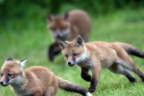 Ảnh đẹp: Bầy cáo đỏ mới sinh siêu dễ thương