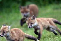 Ảnh đẹp: Bầy cáo đỏ mới sinh siêu dễ thương