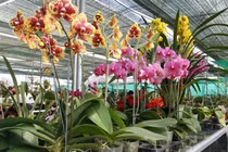 Hướng dẫn cách che nắng cho hoa lan