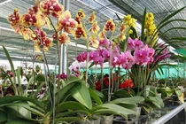 Hướng dẫn cách che nắng cho hoa lan